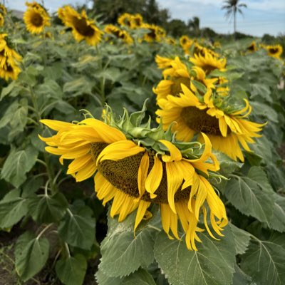 🎲🎲🎲 tweet media