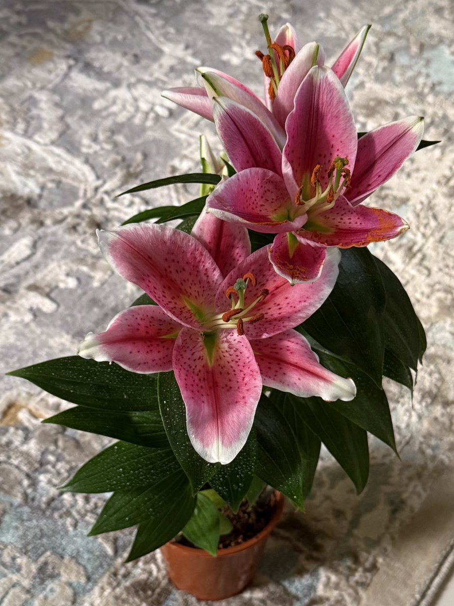 __tothehell's tweet image. ALT