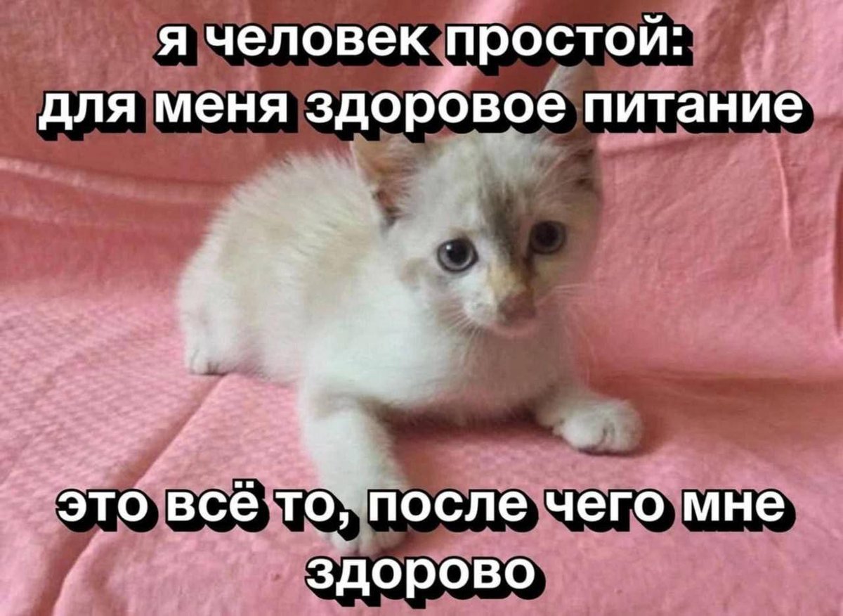 cats, i love cats (@catsilcats) on Twitter photo 