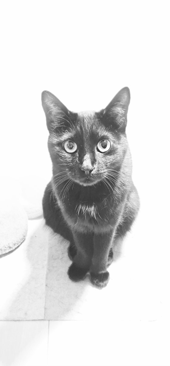 cats_ararnr's tweet photo. モノクロで撮ってみた～

 #猫  #黒猫  #cat  #猫のいる暮らし https://t.co/6PZzl33dCt
