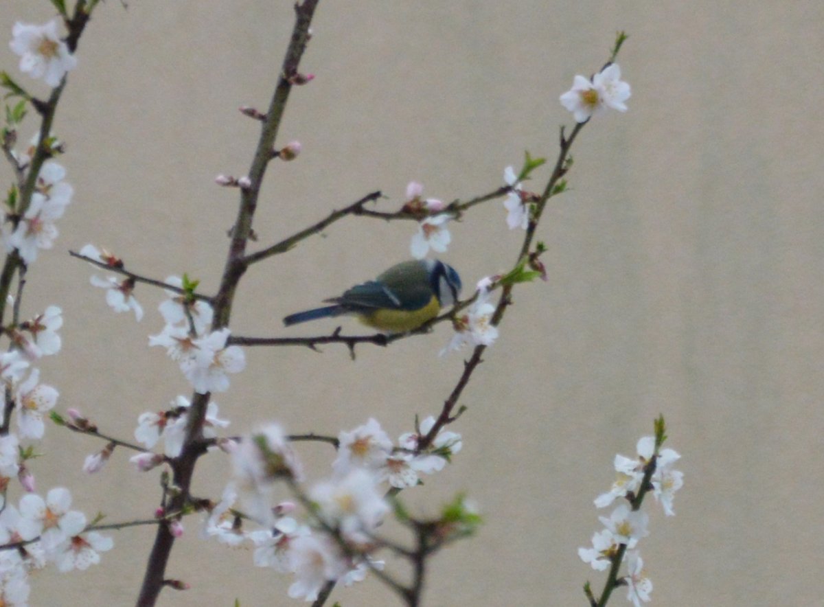 Ferreiriño batachís ou ferreiriño azul comendo da nosa amendoeira/plavetna sjenica jede na našoj menduli (Stoja)