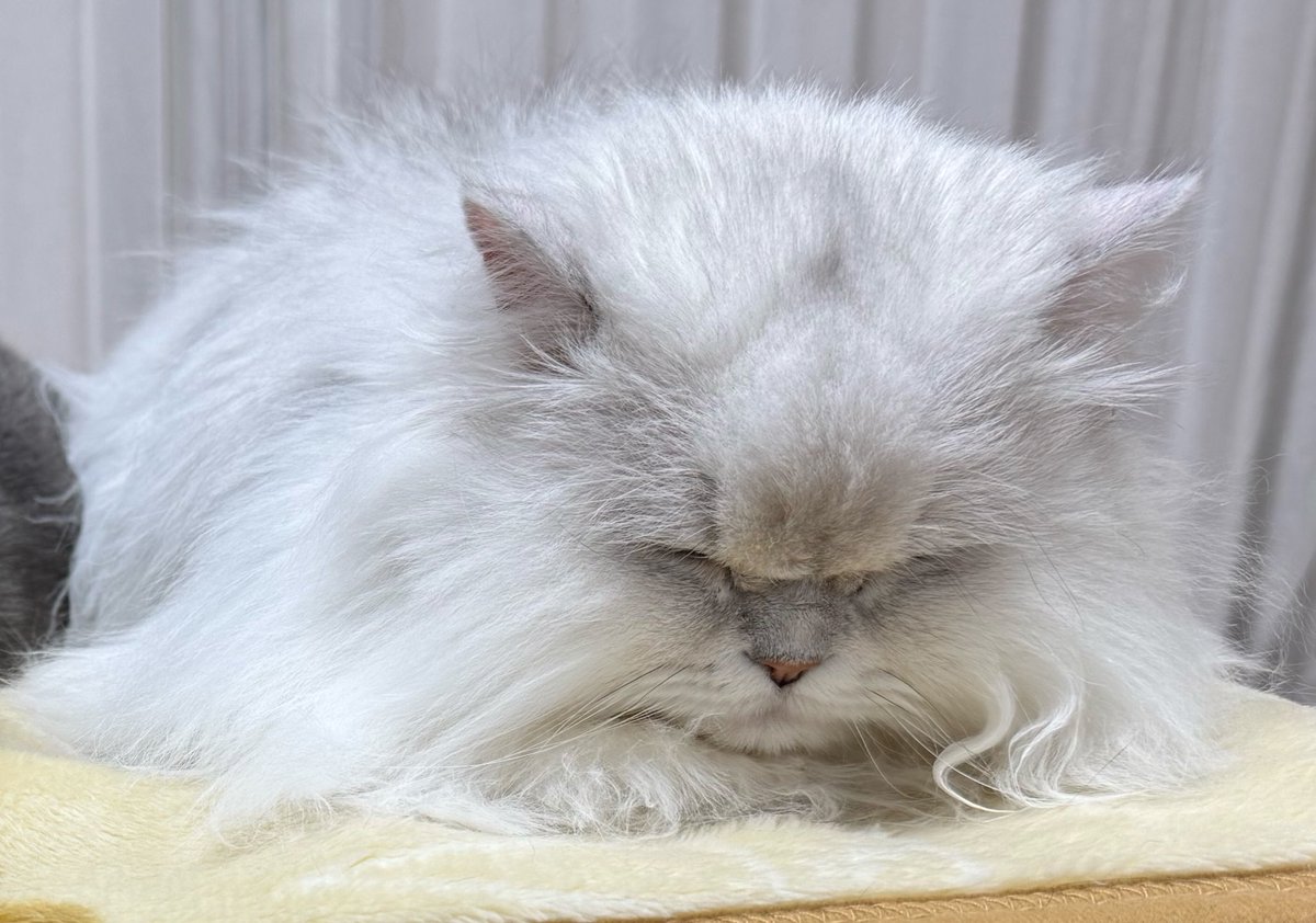 フォロワーしゃまが増えへんか、お祈りしゅる...
もっとみんなフォローしてくれにゃいかな...🥺