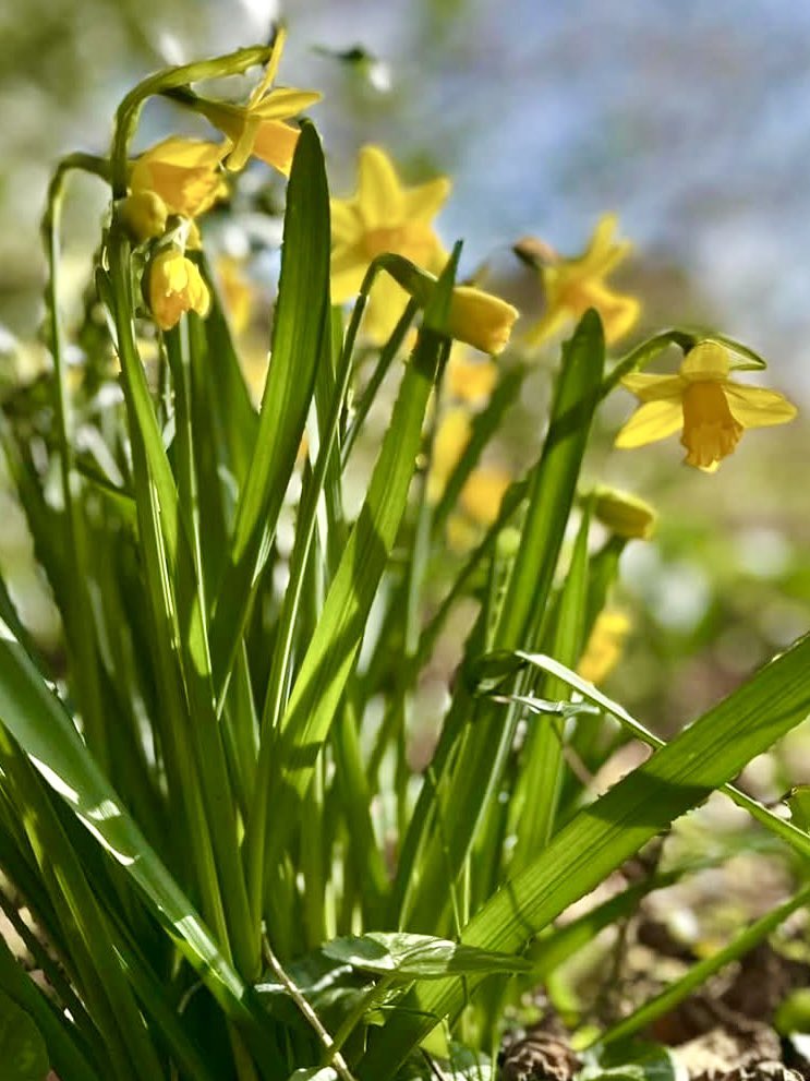The village green is waking up, we were sent these beautiful photos of spring flowers.