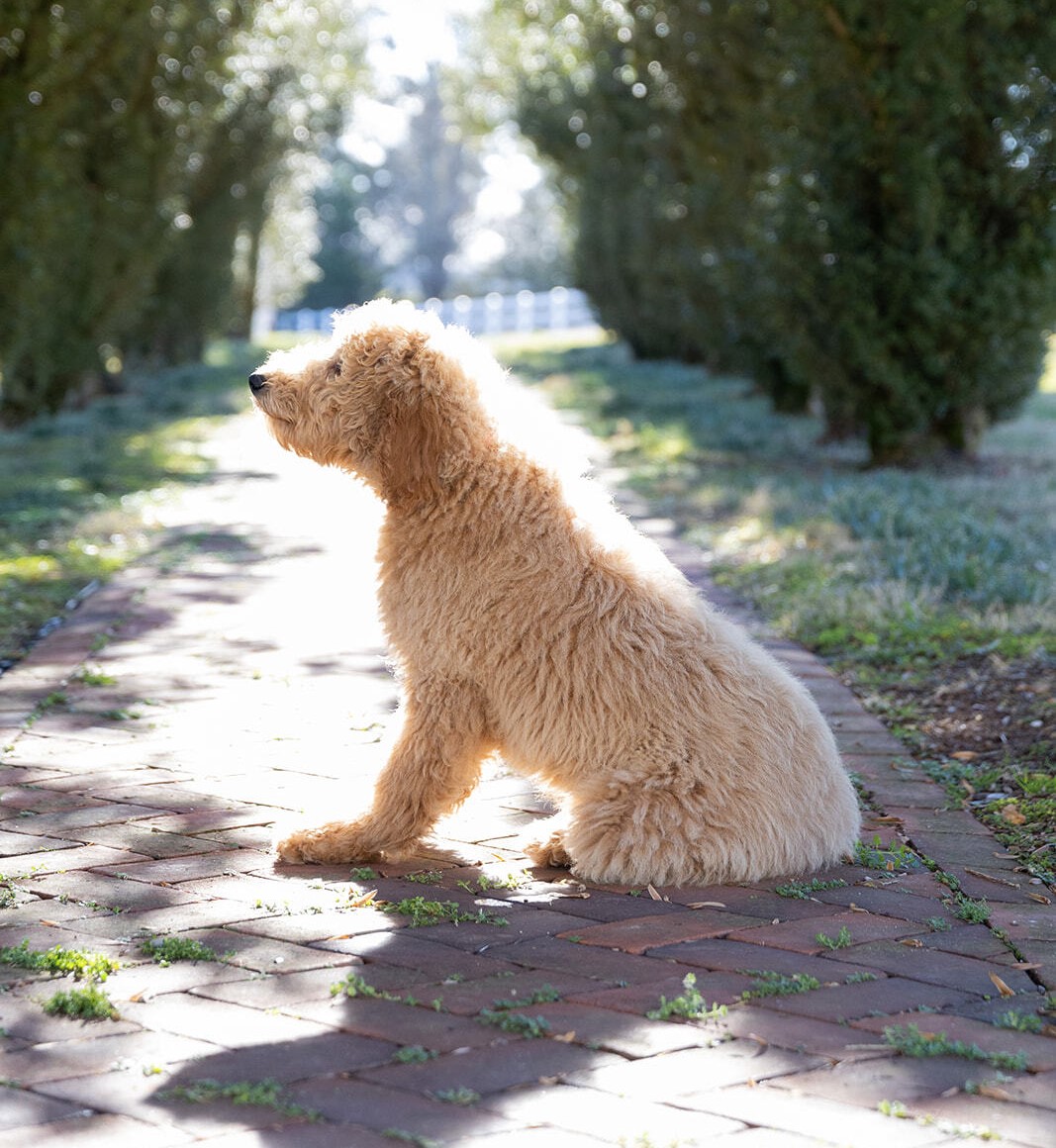 Training isn’t just about tricks; it’s about good behavior, safety, and mutual respect.

Here’s why a well-trained pup is a game-changer. ⬇️ 

#DogTraining #GoodDog

🔗 bit.ly/3QbrYs6