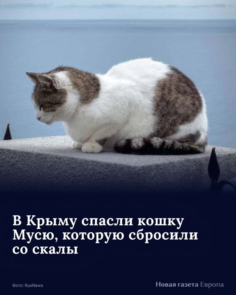 В аннексированном Крыму приезжий из Санкт-Петербурга сбросил со скалы кошку, которая 10 лет прожила у комплекса «Ласточкино гнездо» и стала местным талисманом. 

Волонтеры и сотрудники музея почти двое суток искали кошку.  История со счастливым концом — в треде.

1/4