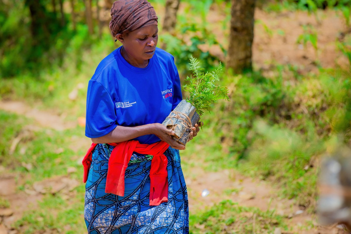 rdi_org's tweet photo. Planting trees? We're planting opportunity. 🌱 90,700+ trees &amp; 500+ jobs in 2024 via #TerraFund!  Restoring land = restoring value. Healthy soil, biodiversity = assets.  Big thanks to  #terrafund  @restoreforward  @onetreeplanted etc ,. #Youth #Africa #Agriculture https://t.co/juANZkrSNi