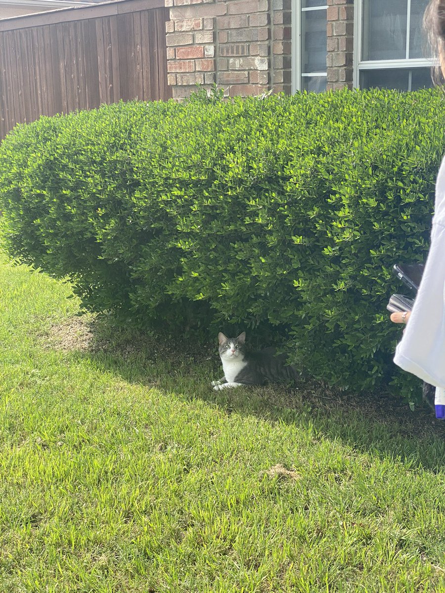 고양이는 무럭무럭 크고 잇슴니다