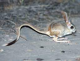 Euphrates jerboa
Scientific name: Allactaga euphratica
The Euphrates jerboa is a rodent of the family Dipodidae. They have been found in Pakistan, Afghanistan, Iran, Iraq, Jordan, Kuwait, Saudi Arabia, Syria, and also occurs very marginally in southeastern Turkey.

The Euphrates