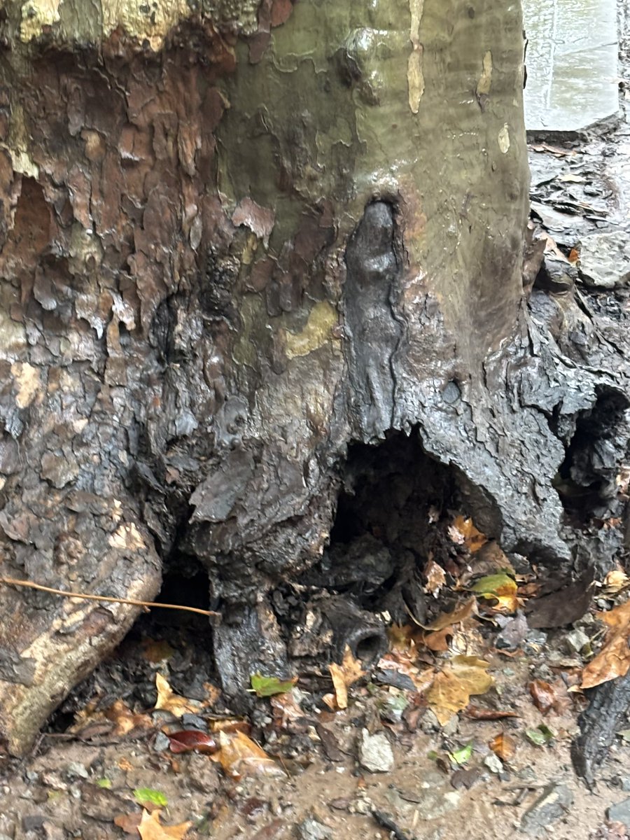 Gonzalo Garcia tweet media