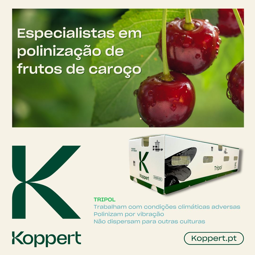KoppertPT's tweet photo. 🐝🌸🍒Melhore a polinização dos seus pomares com a nossa colmeia Tripol.🐝🌸🍒
Em culturas de floração curta, Tripol promove um vingamento rápido e de qualidade.
Deixe a natureza trabalhar para si!
Saiba mais: https://t.co/f39PqRscGc
#Tripol #polinização #Koppert https://t.co/47X6rC21Bu