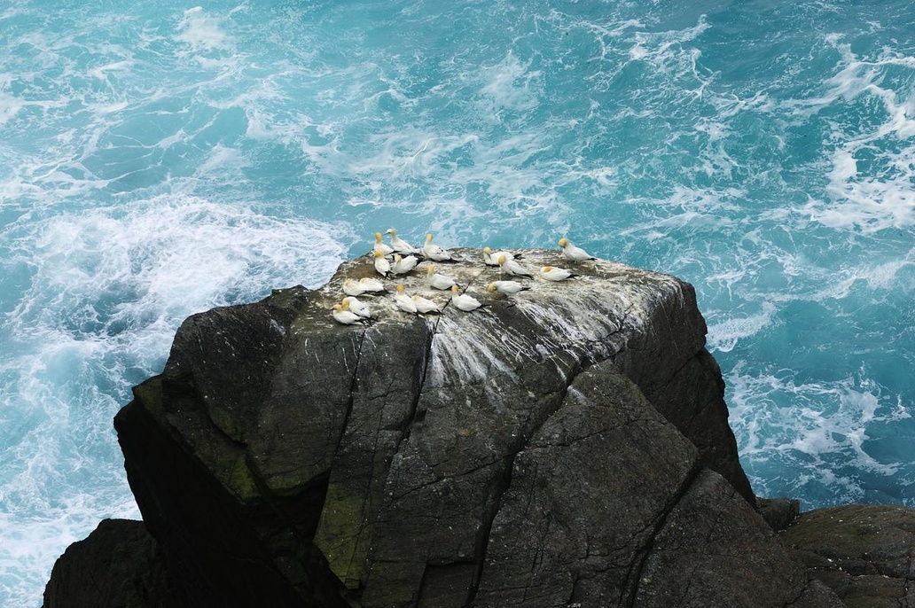 A striking image of gannets huddled together on the rocks as waves crash below. 🌊 
Taken at our Hermaness National Nature Reserve in Shetland by talented photographer, Lorne Gill.