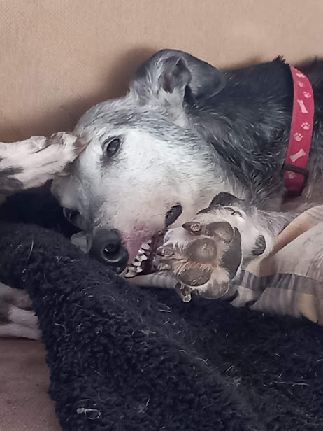 Greyhounds_PZ's tweet photo. #mindmeld going on here https://t.co/YV9jz1yJml