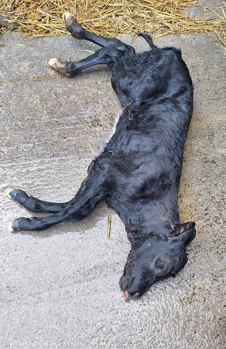 Kieran Griffin tweet media