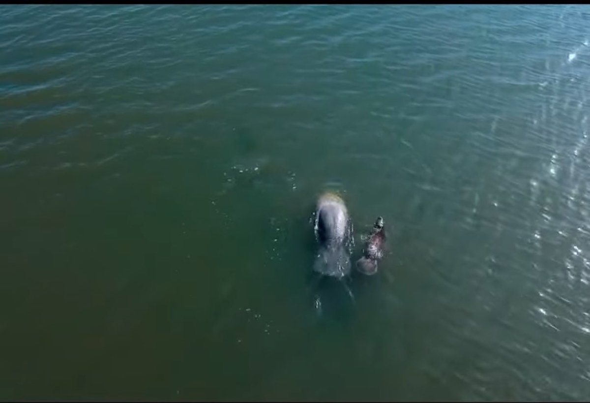 [Ahora] La construcción del proyecto Esencia en Cabo Rojo impactaría 24% de yacimientos arqueológicos en la huella del desarrollo según el borrador de Declaración de Impacto Ambiental (DÍA) que se produjo en la etapa inicial de evaluaciones ante la <a href="/OGPEPR/">Oficina de Gerencia de Permisos</a> en la que se encuentran