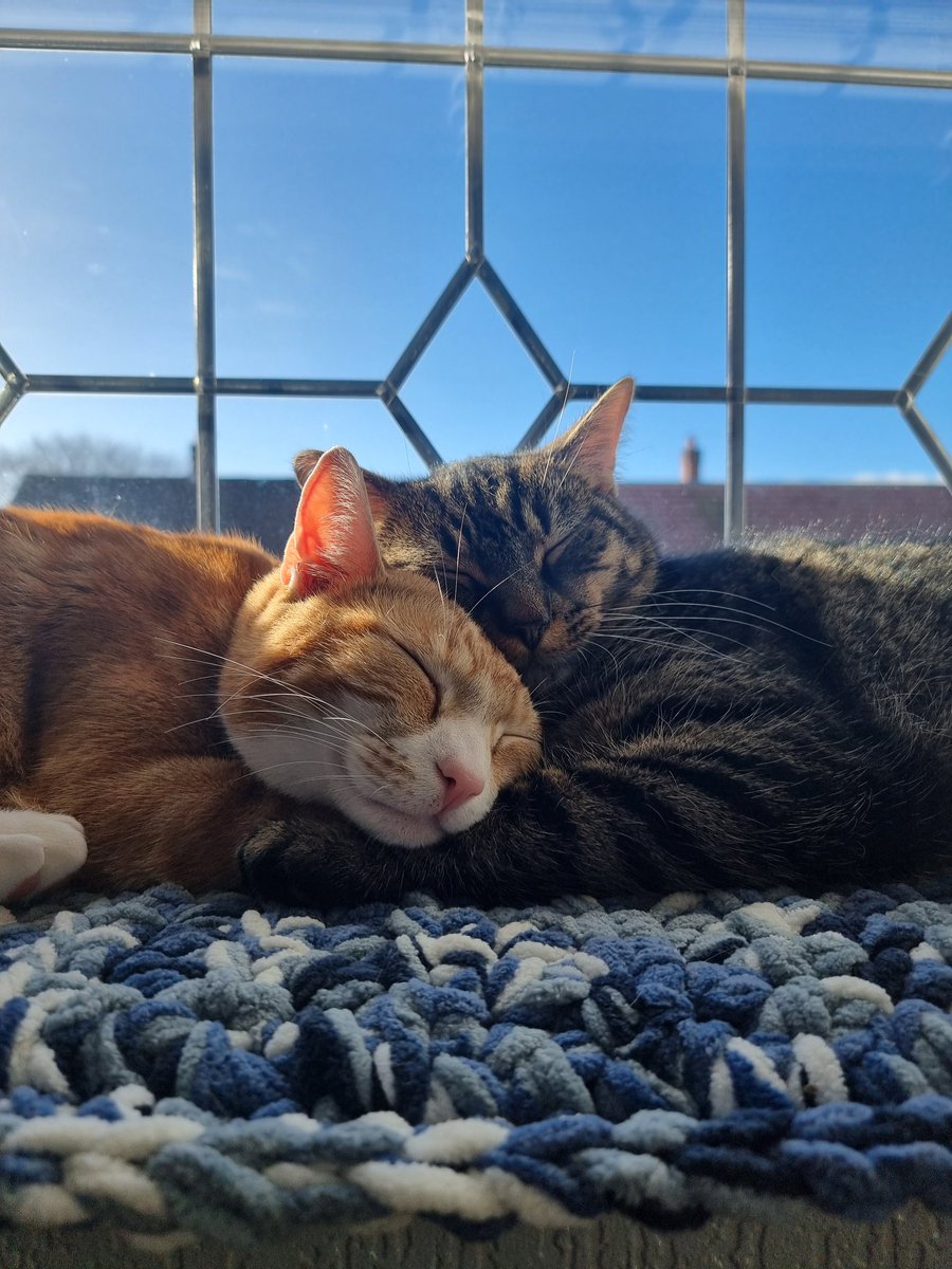 AneesahJ18's tweet photo. I have the cutest cats https://t.co/vZ9tDGdOZL