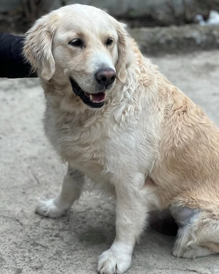 Pawpers in the ruff tweet media