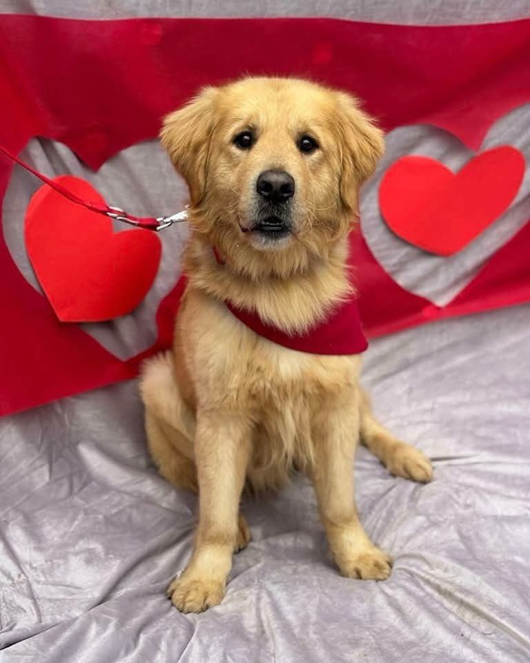 RETRIEVER LOVERS ❤️ WHERE ARE YOU?

WE HAVE TWO STUNNING RETRIEVER GIRLS AND ONE LOVELY LAD LOOKING FOR A NEW HOME 🏡 

Buddy 😎 pawpersintheruff.com/buddy/
Bibi ❤️‍🔥
pawpersintheruff.com/bibi/
Blondie 💖
pawpersintheruff.com/blondie/
All of them are spayed/neutered, tested and healthy