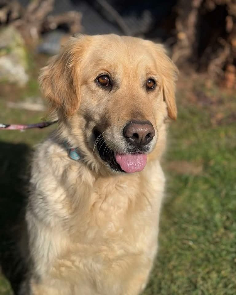 Pawpers in the ruff tweet media