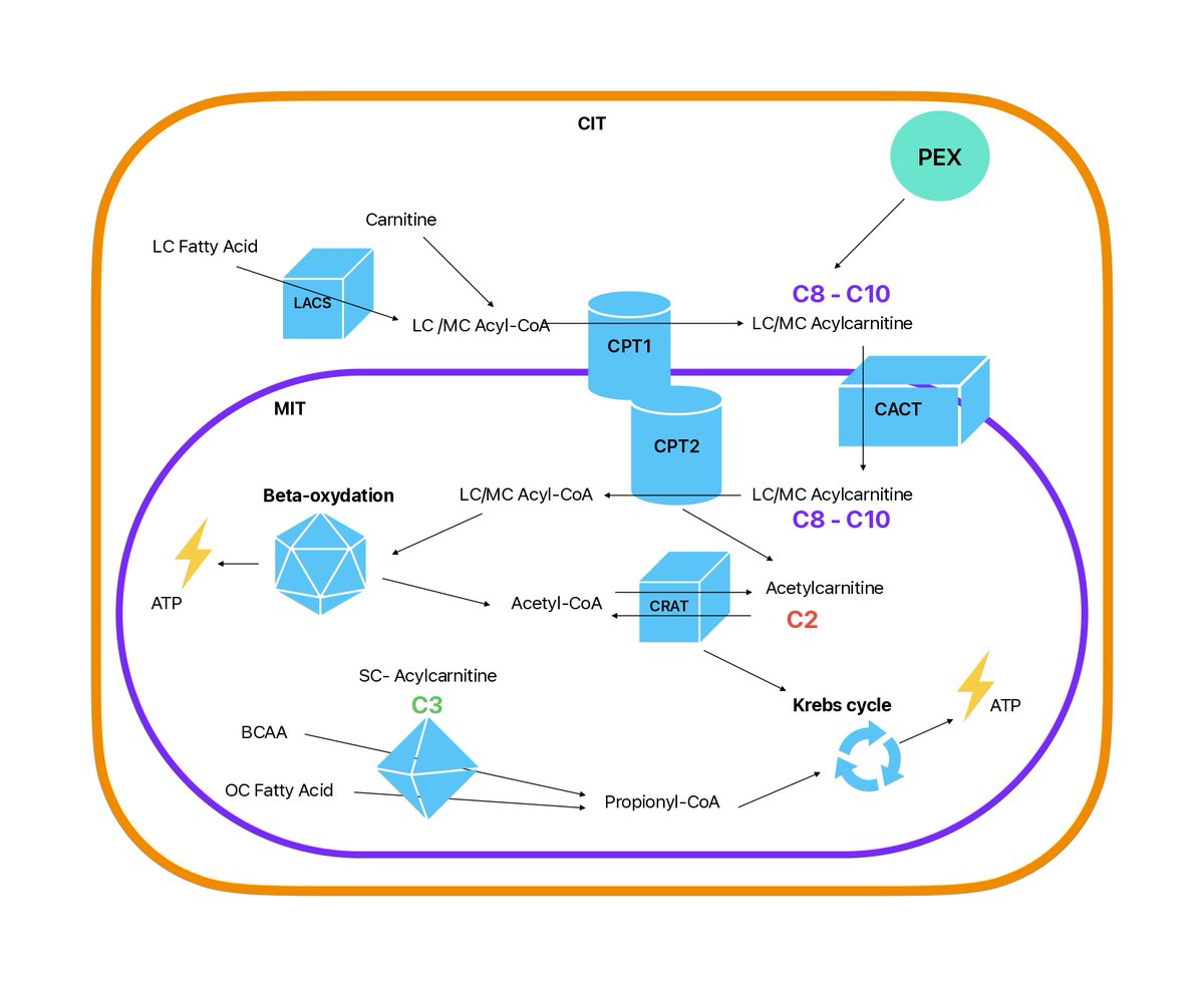 Yuri Milaneschi (@ymilaneschi) on Twitter photo Our new study in <a href="/Transl_Psych/">TranslationalPsychiatry</a> showed that acylcarnitines (involved in mitochondrial #energy production) were linked to the presence+severity of #depression. Bioenergetic pathways may open new avenues in psychiatry #MetabolicPsychiatry check the paper ➡️: rdcu.be/eaWoN Our new study in <a href="/Transl_Psych/">TranslationalPsychiatry</a> showed that acylcarnitines (involved in mitochondrial #energy production) were linked to the presence+severity of #depression. Bioenergetic pathways may open new avenues in psychiatry #MetabolicPsychiatry check the paper ➡️: rdcu.be/eaWoN