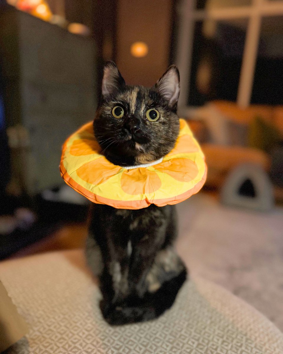 PDSA_HQ's tweet image. Did you know that a #Cat can get pregnant as early as four months old? And that queens can have up to three litters in a year!

The world is already so full of cats in need of loving homes, so this #WorldSpayDay, help raise awareness of the importance of neutering pets ❤️