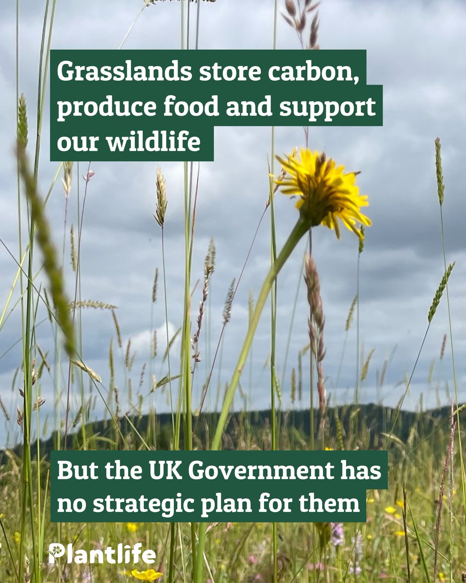 Did you know there is no dedicated team or person in <a href="/DefraGovUK/">Defra UK</a> for grasslands, despite them covering 40% of England?🤯

We're joining <a href="/Love_plants/">Plantlife</a> &amp; partners in calling for the Gov to establish a Grassland Taskforce to unlock their value🌱

Learn more: ow.ly/Mizo50V5X3Q