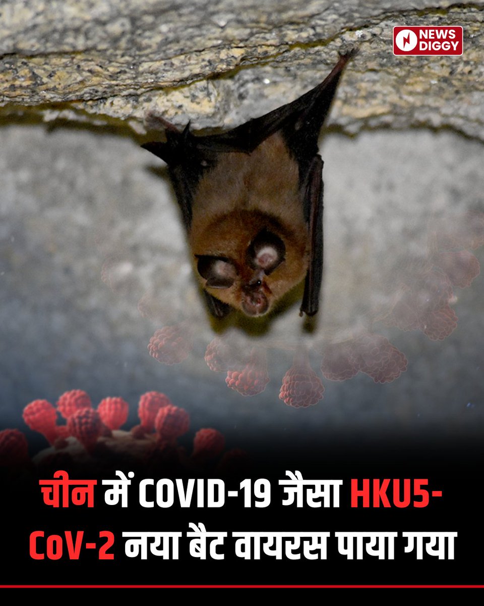 NewsDiggy's tweet photo. HKU5-CoV-2 एक नया बैट कोरोनावायरस है, जो इंसानों में फैल सकता है। फिलहाल इसका खतरा कम है, लेकिन वैज्ञानिक इस पर लगातार नजर बनाए हुए हैं। जानिए यह कैसे फैलता है और इसके क्या लक्षण हैं।

#HKU5 #BatVirus #china #covid #covid19 #newsdiggy https://t.co/GxQYR1QHtY