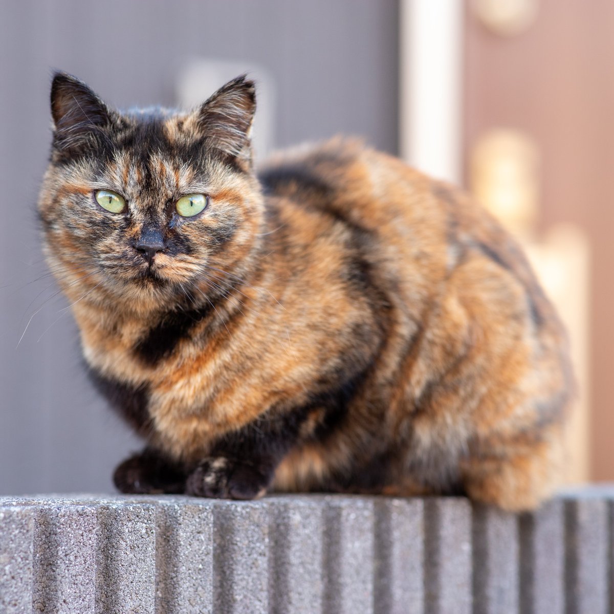 54Ubriacone's tweet photo. 野良か外飼いかしらんけどサビ猫かわいすぎて連れて帰りたかった https://t.co/7Ia4coyPXH