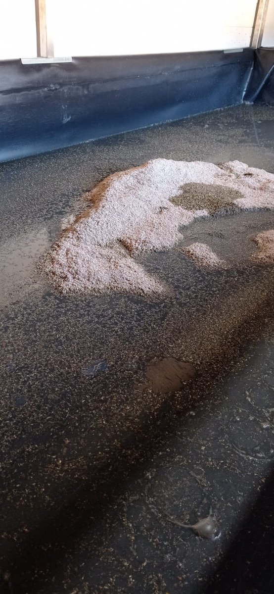 🌟 Transformar purines en recursos útiles es posible.

Con #Insectpur, las larvas producen:
✅ Biofertilizantes para la agricultura.
✅ Grasa para biodiésel.
✅ Hidrolizados proteicos y quitosano.

💚 Innovación y sostenibilidad.
#EconomíaCircular #InnovaciónSostenible