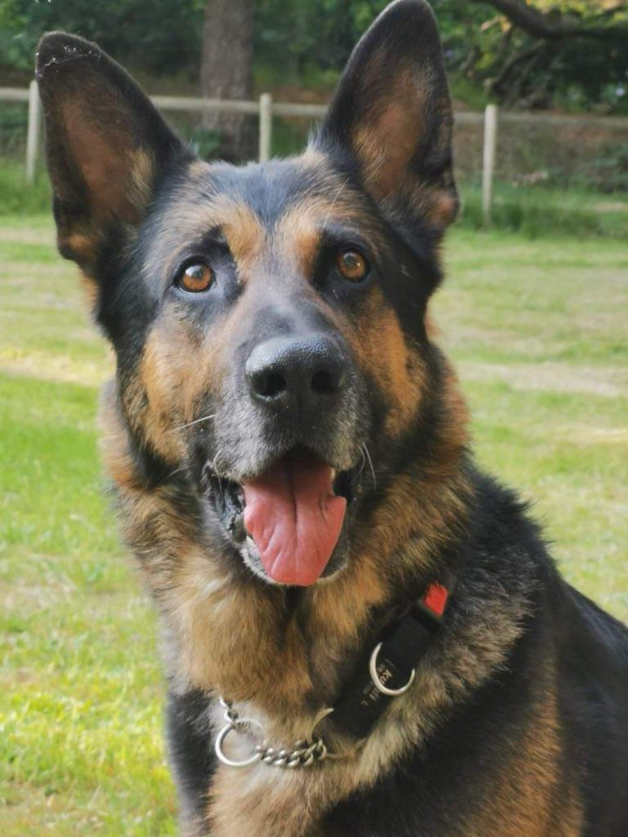 The_NFRSA's tweet photo. Happy Birthday to Finn from Surrey and Sussex Police! @SurreyPolice @sussex_police  🎈🎉
We recently helped Finn with some veterinary bills after a particularly  complex bone infection. We are delighted to say that Finn is now happily recovered and ready to enjoy some Birthday cake!
We hope you have a fabulous celebration filled with treats, fun, and all the good stuff that comes with birthdays!
Sending lots of love
NFRSA Team

💜🐾💜🐾💜

Like - share - follow!

The NFRSA is a UK charity supporting retired dogs and horses from the police, fire & rescue, prison, NCA, border force, & NHS with vet bills. When animals retire from active service, their funding stops & finding insurance can be a challenge.

The NFRSA helps ensure they can enjoy their Golden Years without their families experiencing the financial worry, by assisting with those medical costs.

With 400+ members, and over £125,000 given in grants to date, we hope you will join us.

https://t.co/KLaFMVrMWa