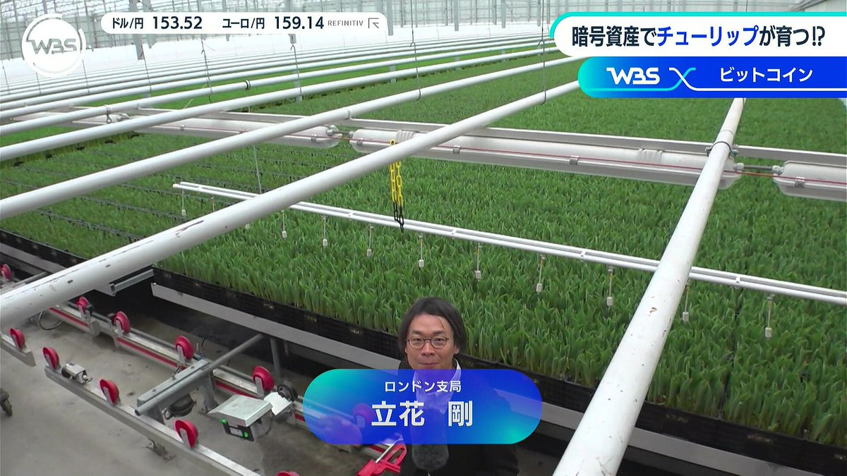 衝撃】ビットコインバブルでチューリップバブル ビットコインのマイニング装置をビニールハウスに設置して、発生する熱でビニールハウスを暖めて、チューリップ 育てて収穫。マイニングの収益を得つつ燃料費を節約。もう時代が進みすぎてて意味がわからん。