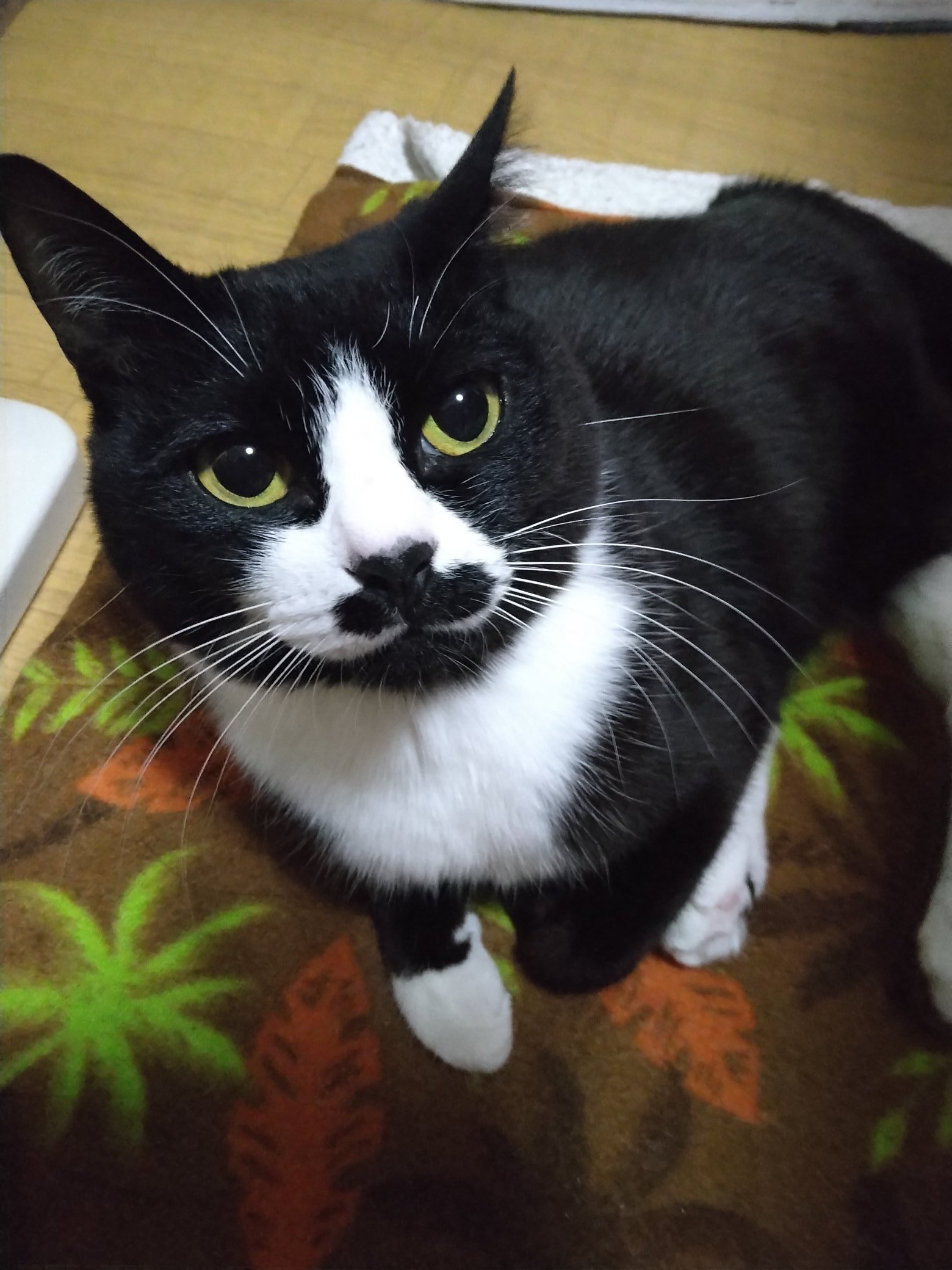 I tried to give the best snack to a kitten that wouldn't eat
