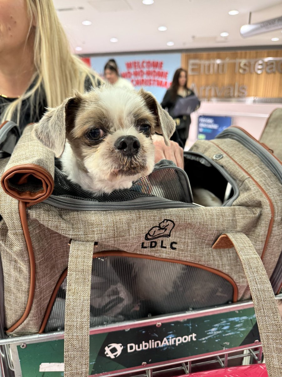 NiallHarbison's tweet photo. Little Phoenix moved from Thailand to his forever home in Ireland with his mum Melanie who adopted him. 

It’s hard to believe what he looks like now… (4/5) https://t.co/mdDAsHCGgm