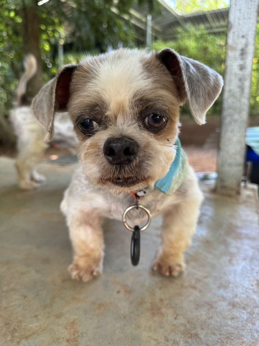 NiallHarbison's tweet photo. Little Phoenix moved from Thailand to his forever home in Ireland with his mum Melanie who adopted him. 

It’s hard to believe what he looks like now… (4/5) https://t.co/mdDAsHCGgm
