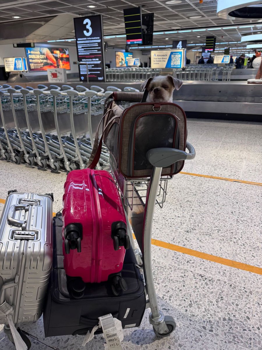 NiallHarbison's tweet photo. Little Phoenix moved from Thailand to his forever home in Ireland with his mum Melanie who adopted him. 

It’s hard to believe what he looks like now… (4/5) https://t.co/mdDAsHCGgm