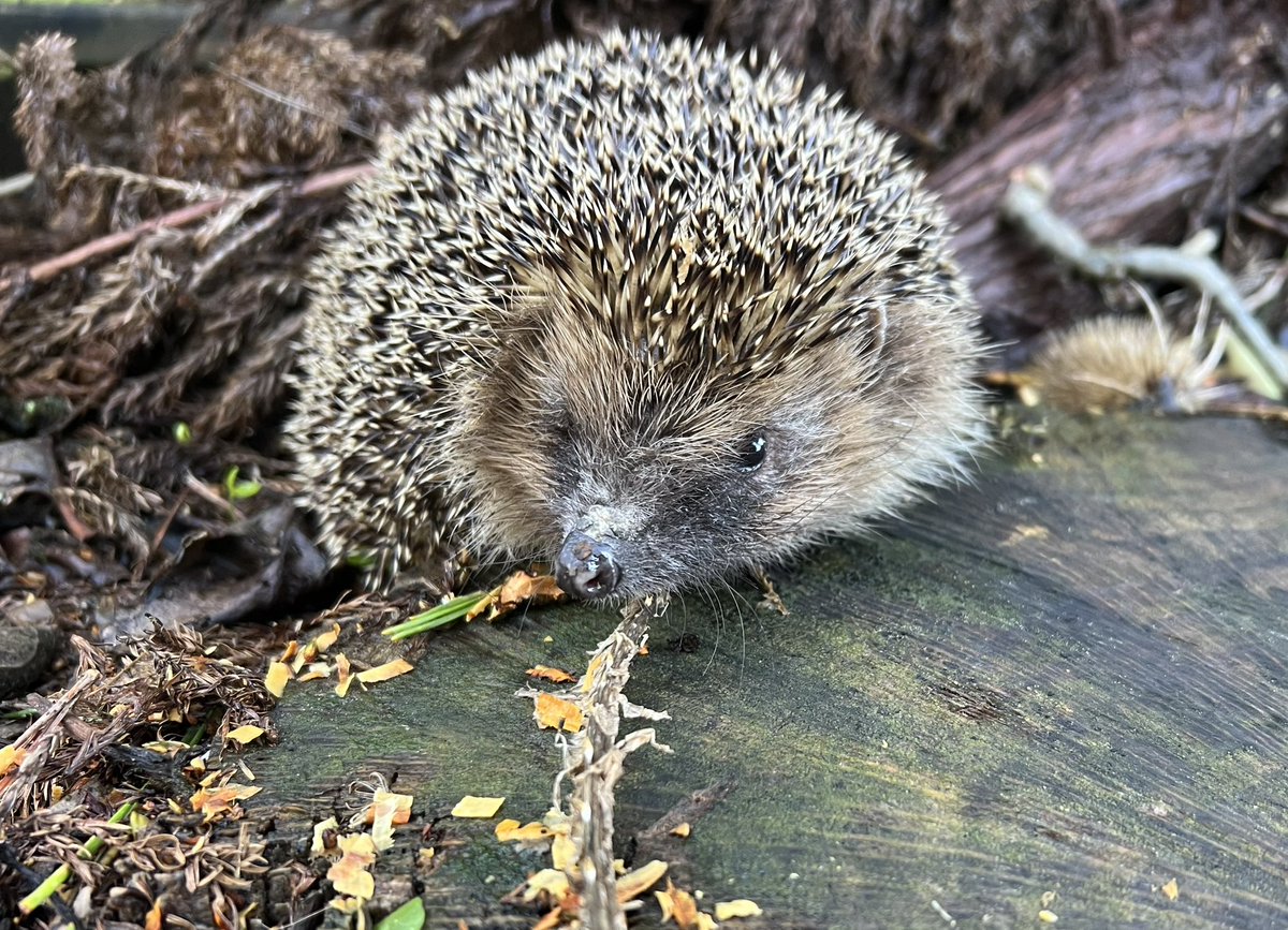 ❗️Please be mindful when out and about in the garden, it’s that time of year where we see lots of injury cases ❗️

Fawkes our strimmer injury case has woken from hibernation. Yesterday we had him out in the wildlife garden for a few minutes to do a full assessment on him 💚🦔🐾