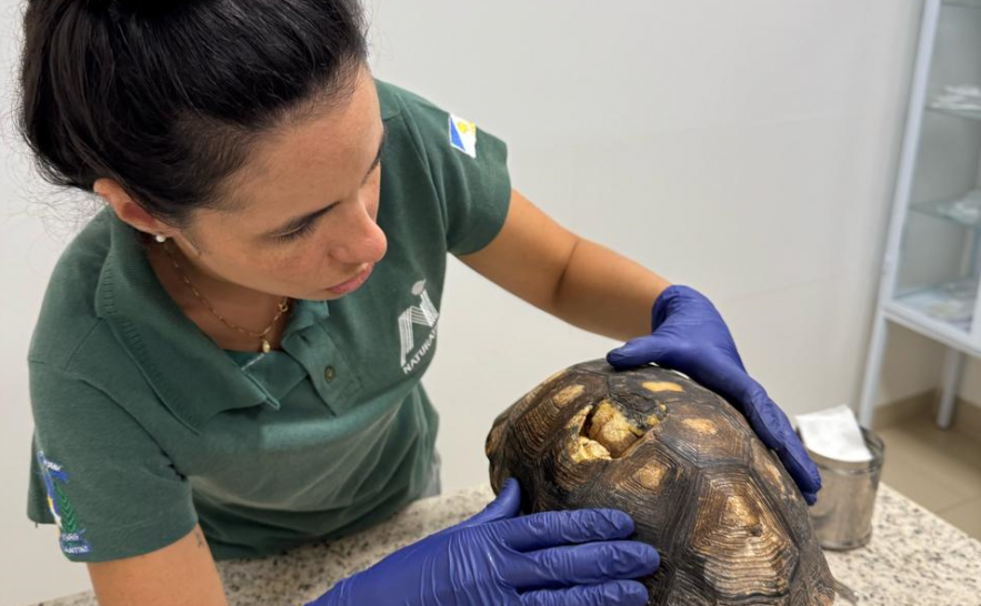 ✅Centro de Fauna do Tocantins realiza atendimento veterinário em jabuti resgatado em 📍Itacajá

Animal recebe cuidados da equipe do Cefau🐯 e está em quarentena para reabilitação

Saiba mais➡️surl.li/gfopyi