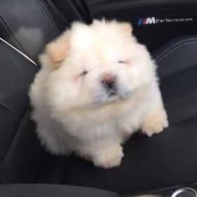 they call him mashed potato