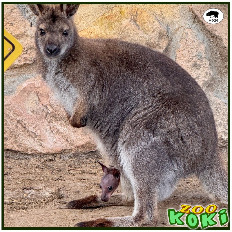 zookoki's tweet image. 🌿✨ ¡Tenemos una gran noticia! Nuestra familia de wallabies ha crecido y la cría ya asoma fuera de la bolsa de su madre. 🦘💚 En las próximas semanas, irá explorando más hasta dar sus primeros saltos. Ven a conocerlo en @zookoki y descubre más sobre estos increíbles marsupiales.