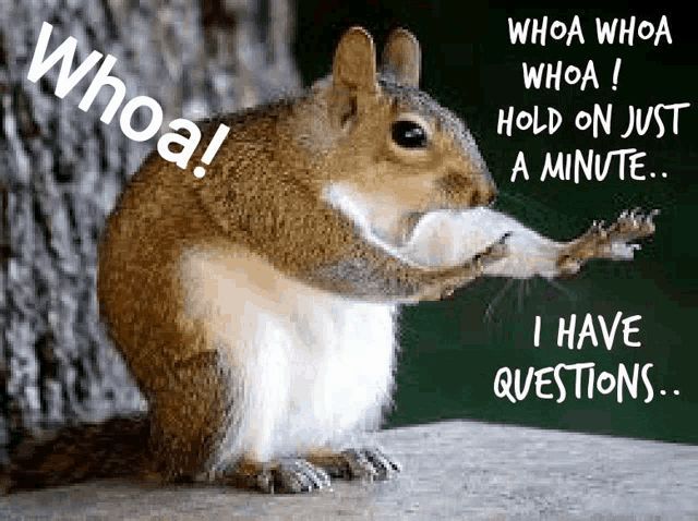 ralphandvicki's tweet photo. There will be no questions, coffee first and then #SquirrelMasterChallenge !☕️🐿️ Good morning!! ☕️😆 It has been raining down here in Florida, and hopefully it will stop early this am. We have our @gamooutdoorusa air rifles and ready to accept this challenge!! 🐿️ We will keep you all posted through the day on our stories & posts! #GoGamo #SMC  #ralphandvicki #mmmcofee #teamoutdoors #youradventurestartshere #countyourblessings #goodmorning #Squirrelhunting #Florida #swampsquirrels #reigningchamps #wewillrockyou #wearethechampions