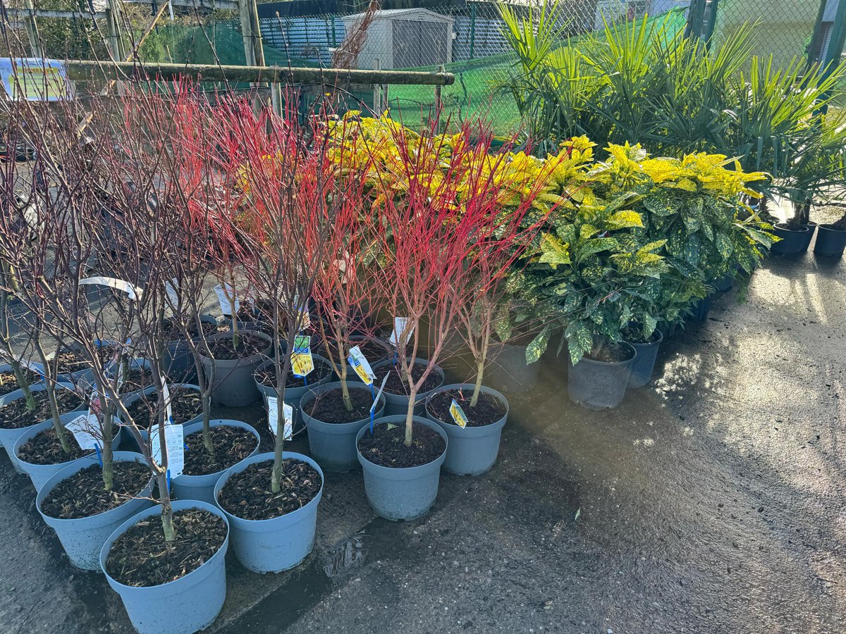 BernhardsPlants's tweet photo. Lots of lovely, fresh stock coming onto the Cash &amp; Carry (CV23 9QQ) at the moment.  Looking for a large shrub, or a young herbaceous perennial, we’ve got you covered! 

Email lewis@bernhardsnurseries.co.uk with your plant price requests. Looking for contract growing? Just ask https://t.co/kQgEWF1w1k