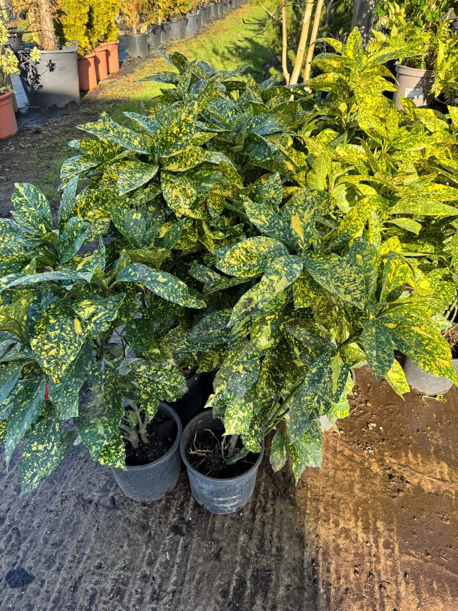 Lots of lovely, fresh stock coming onto the Cash &amp; Carry (CV23 9QQ) at the moment.  Looking for a large shrub, or a young herbaceous perennial, we’ve got you covered! 

Email lewis@bernhardsnurseries.co.uk with your plant price requests. Looking for contract growing? Just ask