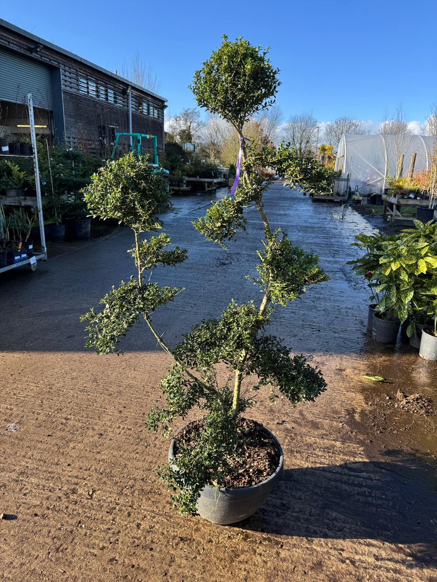 BernhardsPlants's tweet photo. Lots of lovely, fresh stock coming onto the Cash &amp; Carry (CV23 9QQ) at the moment.  Looking for a large shrub, or a young herbaceous perennial, we’ve got you covered! 

Email lewis@bernhardsnurseries.co.uk with your plant price requests. Looking for contract growing? Just ask https://t.co/kQgEWF1w1k