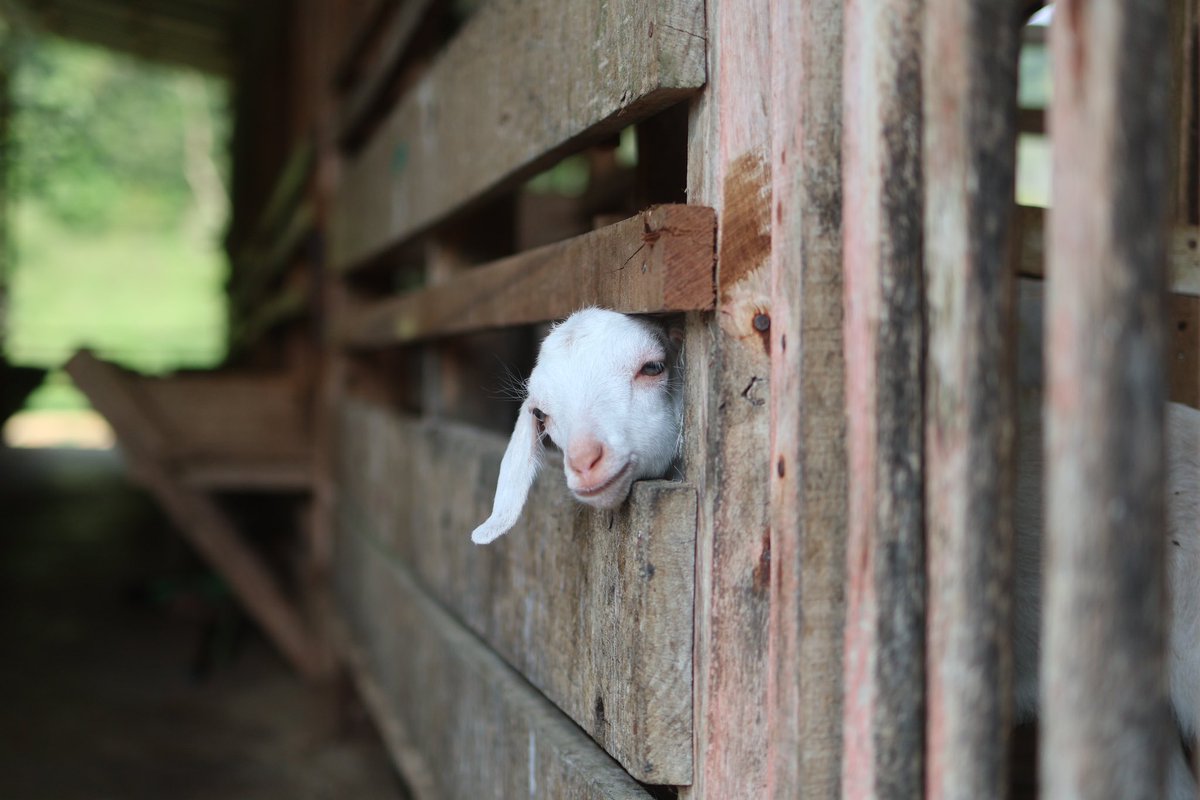 π一サル 🦅 tweet media