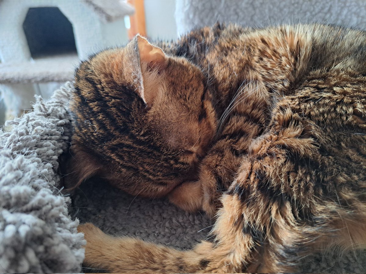 BengalPandora's tweet photo. #tuckin #Tuesday #ZSHQ #teamBengal #Bengal #catlover https://t.co/yLVZ3E1gWf