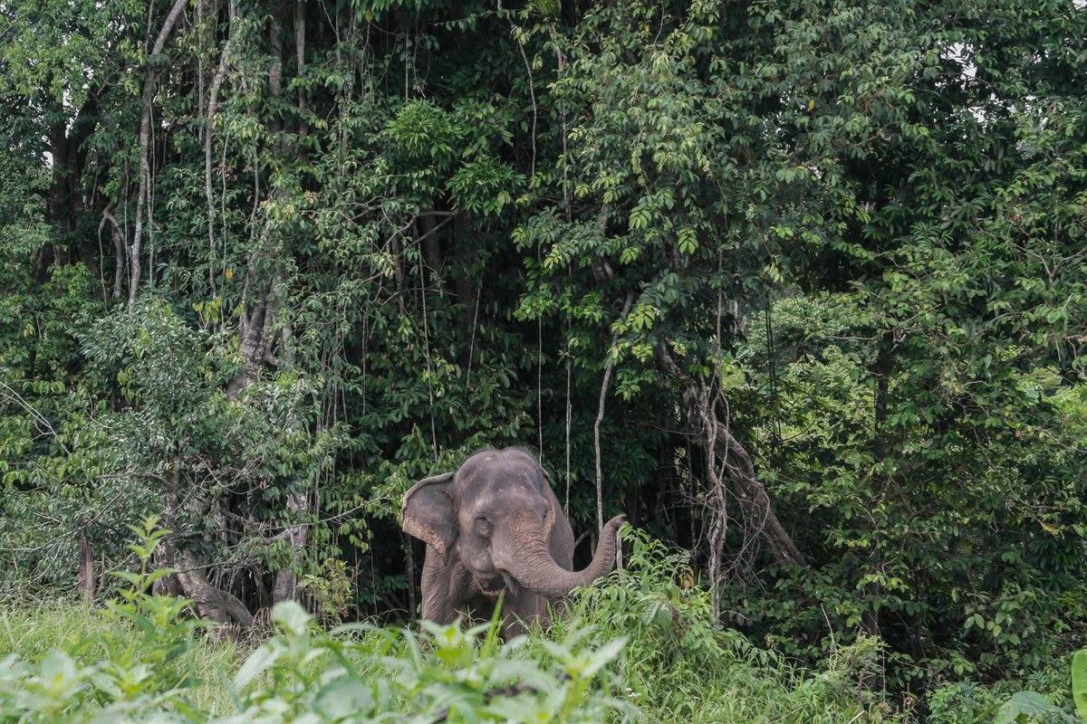 IndieGem's tweet photo. Donasi yang kami kumpulkan melalui penjualan  Leuser Coffee untuk konflik gajah dan manusia di kabupaten Pidie, provinsi Aceh akan berakhir sampai hari kamis tanggal 27 februari 2025. Untuk saat ini donasi yang terkumpul berjumlah Rp.300.000 dan logistik Rp.340.000. #leusercoffee https://t.co/1J4RK8UmrF