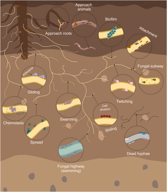 Las hifas de las micorrizas son autopistas por las cuales las bacterias del suelo se deslizan, forman biopelículas o  nadan y así viajan más rápidamente hacia nuevas áreas del ecosistema subterráneo.