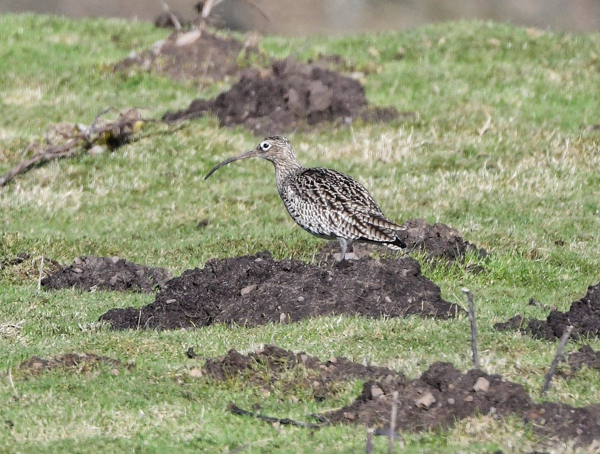 Keith Davison (@badgeman49) on Twitter photo Selection from yesterday in Teesdale, lots of birds returning to breeding grounds. Great to see after a very quiet winter up there <a href="/teesbirds1/">teesbirds</a> <a href="/DurhamBirdClub/">Durham Bird Club</a> <a href="/Natures_Voice/">RSPB</a> <a href="/bbcwildlifemag/">BBCWildlifeMagazine</a> <a href="/BBCSpringwatch/">BBC Springwatch</a> Selection from yesterday in Teesdale, lots of birds returning to breeding grounds. Great to see after a very quiet winter up there <a href="/teesbirds1/">teesbirds</a> <a href="/DurhamBirdClub/">Durham Bird Club</a> <a href="/Natures_Voice/">RSPB</a> <a href="/bbcwildlifemag/">BBCWildlifeMagazine</a> <a href="/BBCSpringwatch/">BBC Springwatch</a>