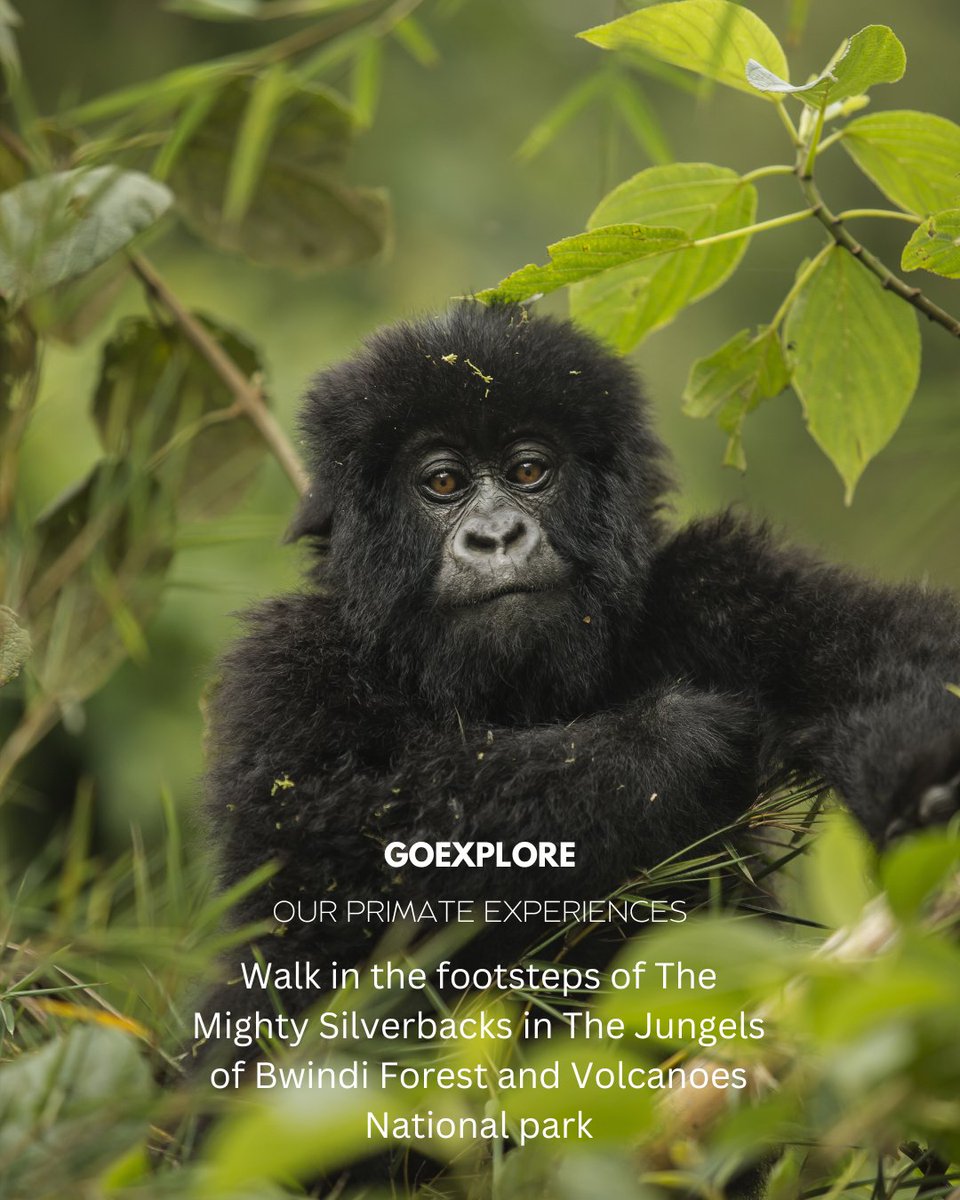 GoExplore Safaris - DMC tweet media