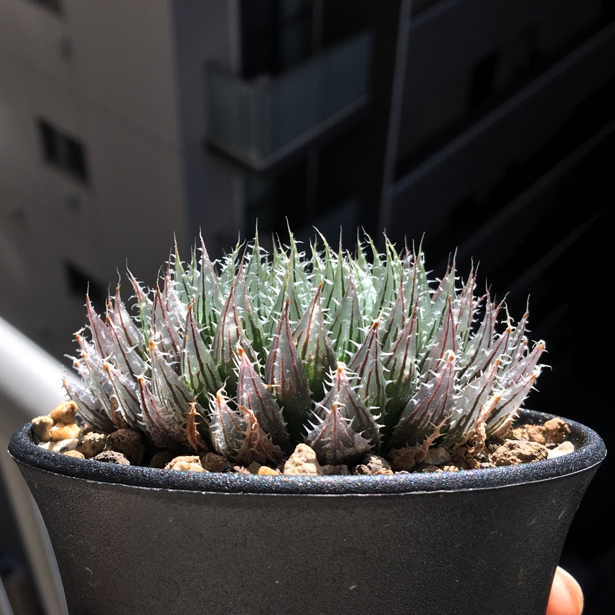 crystalplants23's tweet image. Haworthia streama n.n., Turnstream, CL1

結構ダメージ多め

でもこれが結局1番綺麗な個体の気がする

#streama #Haworthia #ハオルチア #ハオルシア #succulents #多肉植物