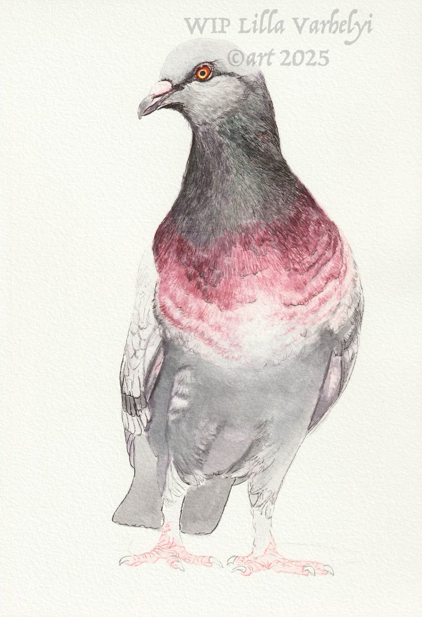 LillaVarhelyi's tweet photo. Was ich momentan zeichne? 
Eine Taube nach einem schönen, freien Foto von Pixabay.
Ihre Farben faszinieren mich☺️
WIP Tusche, 26x18

#taube #pigeon #wipart #ink #tusche  #zeichnen #drawing 
#kleineKunstklasse https://t.co/GDhRYE7t6K